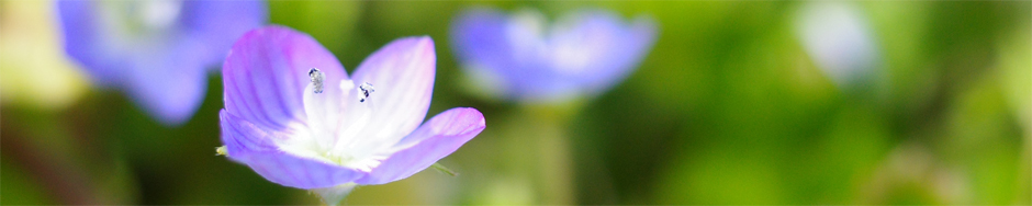 一般財団法人　西谷自治振興